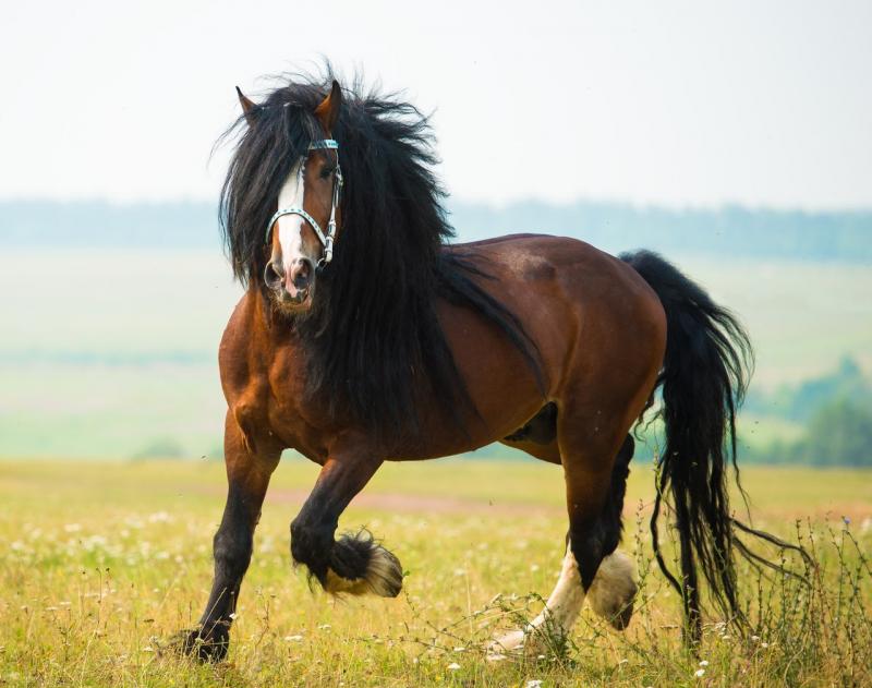 Gruppovod - Vladimir Heavy Draft Stallion At Stud